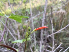 Ipomoea rubriflora