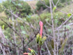 Ipomoea rubriflora