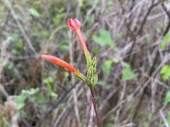 Ipomoea rubriflora