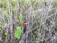 Ipomoea rubriflora