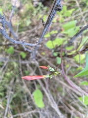 Ipomoea rubriflora