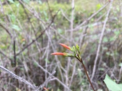Ipomoea rubriflora