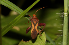 Crinocerus sanctus