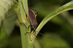 Plaxiscelis limbata