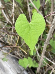 Ipomoea rubriflora