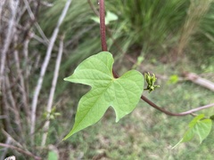 Ipomoea rubriflora