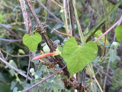 Ipomoea rubriflora