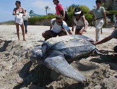 Dermochelys coriacea