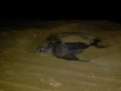 Dermochelys coriacea