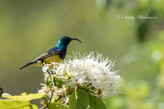 Cinnyris venustus falkensteini