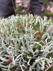 Fungi