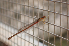 Agriocnemis pygmaea