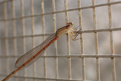 Agriocnemis pygmaea