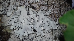 Parmelina carporrhizans