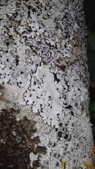 Parmelina carporrhizans