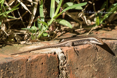 Trachylepis wahlbergii