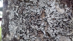 Parmelina carporrhizans