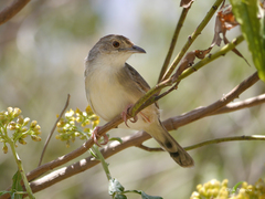 Cisticola woosnami