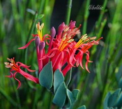 Tristerix verticillatus