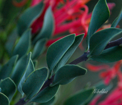 Tristerix verticillatus