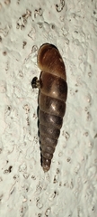 Tauphaedusa tau