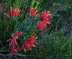 Tristerix verticillatus