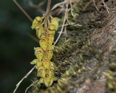 Bulbophyllum sterile
