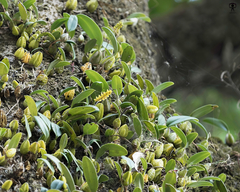 Bulbophyllum sterile