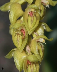 Bulbophyllum sterile