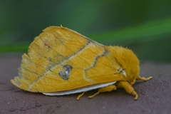 Automeris jolantheae