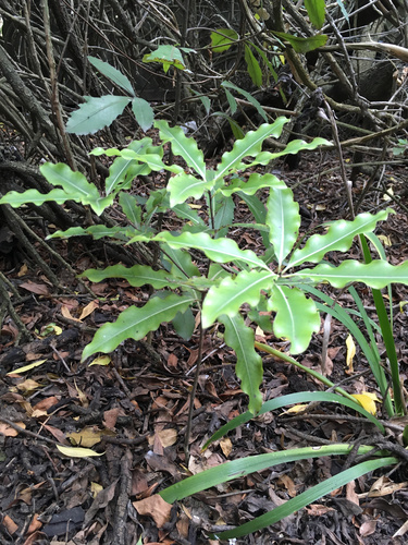 Pittosporum eugenioides