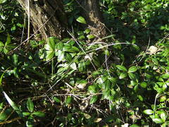 Vinca minor