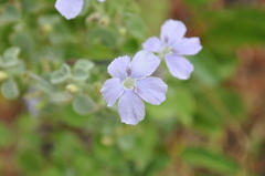 Barleria heterotricha