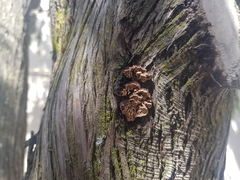 Lenzitopsis oxycedri