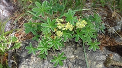 Alchemilla alpigena