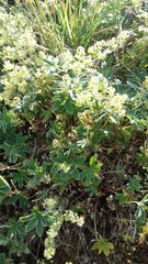 Alchemilla alpigena