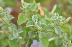 Barleria heterotricha