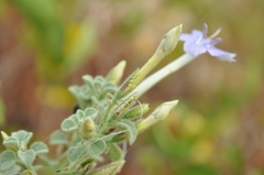 Barleria heterotricha