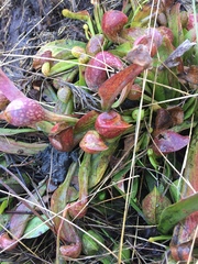 Sarracenia psittacina