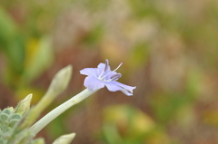 Barleria heterotricha