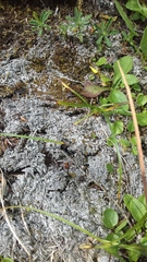 Bilimbia sabuletorum