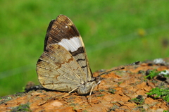 Ectima thecla
