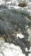 Caloplaca isidiigera