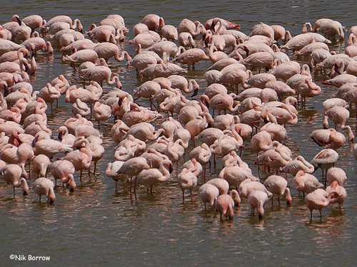 Lesser Flamingo