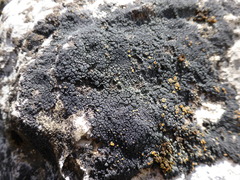 Caloplaca isidiigera