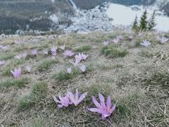 Colchicum bulbocodium