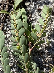 Phyllanthus abnormis