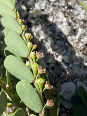 Phyllanthus abnormis