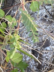 Phyllanthus abnormis