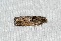 Epinotia celtisana